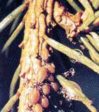Plant sucking louses