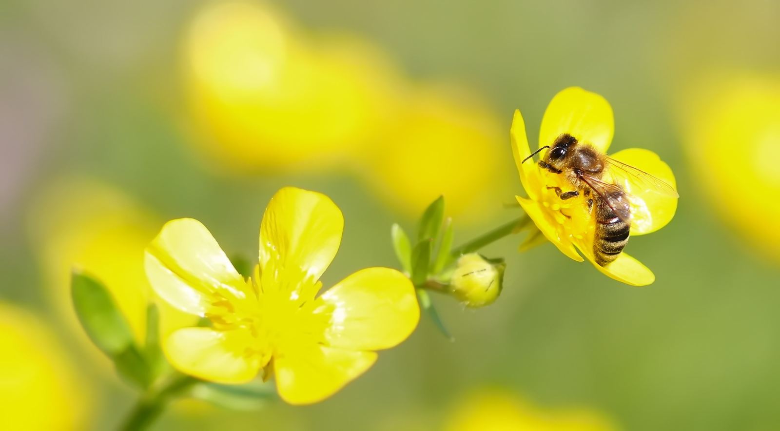 Biene auf Blüte