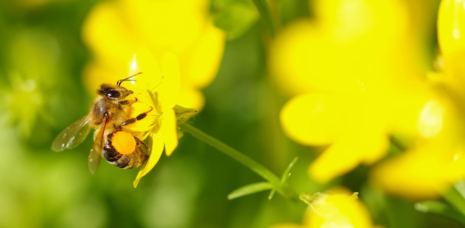 Honigbiene auf Rapsblüte