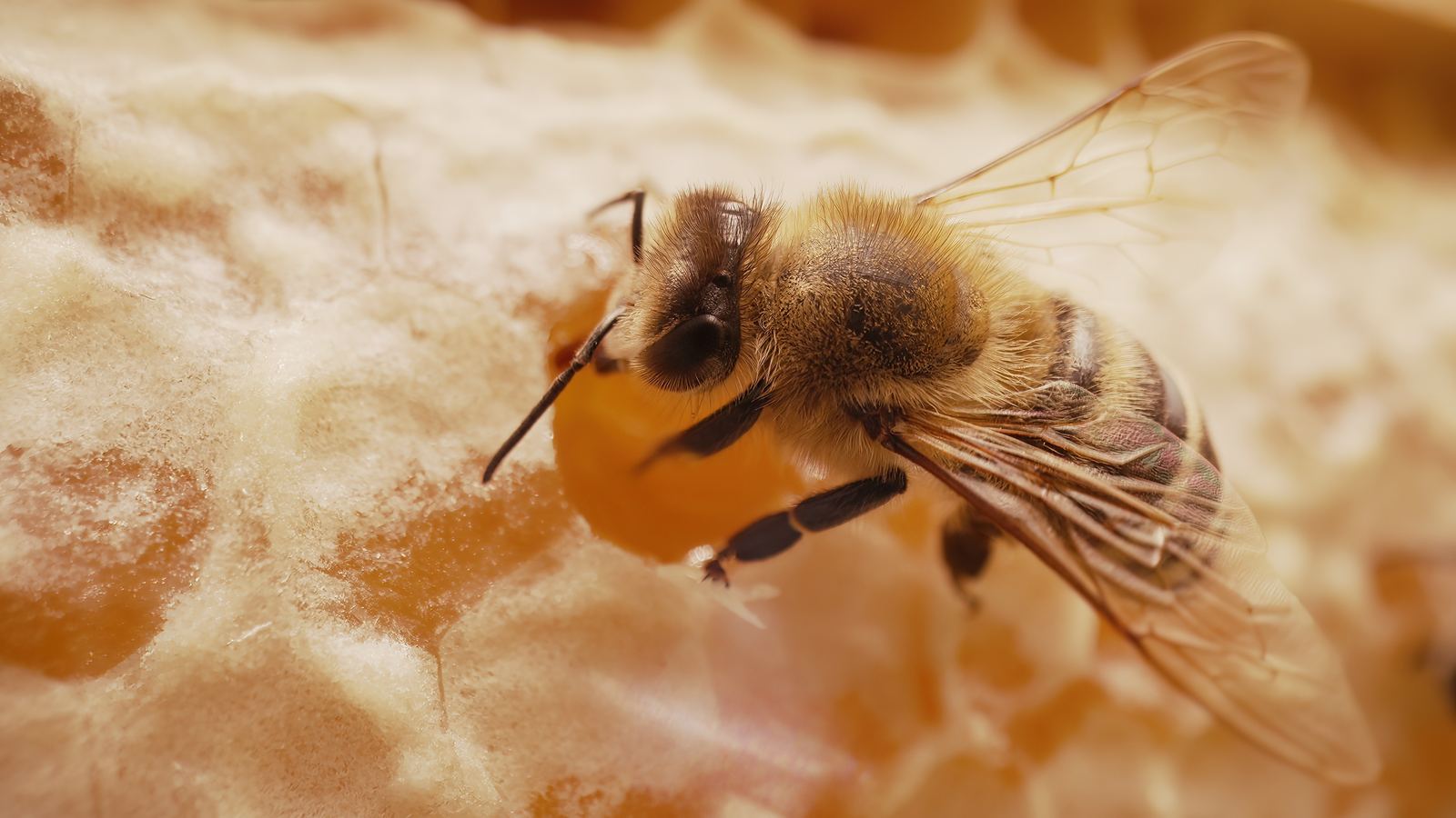 How Honey is produced?