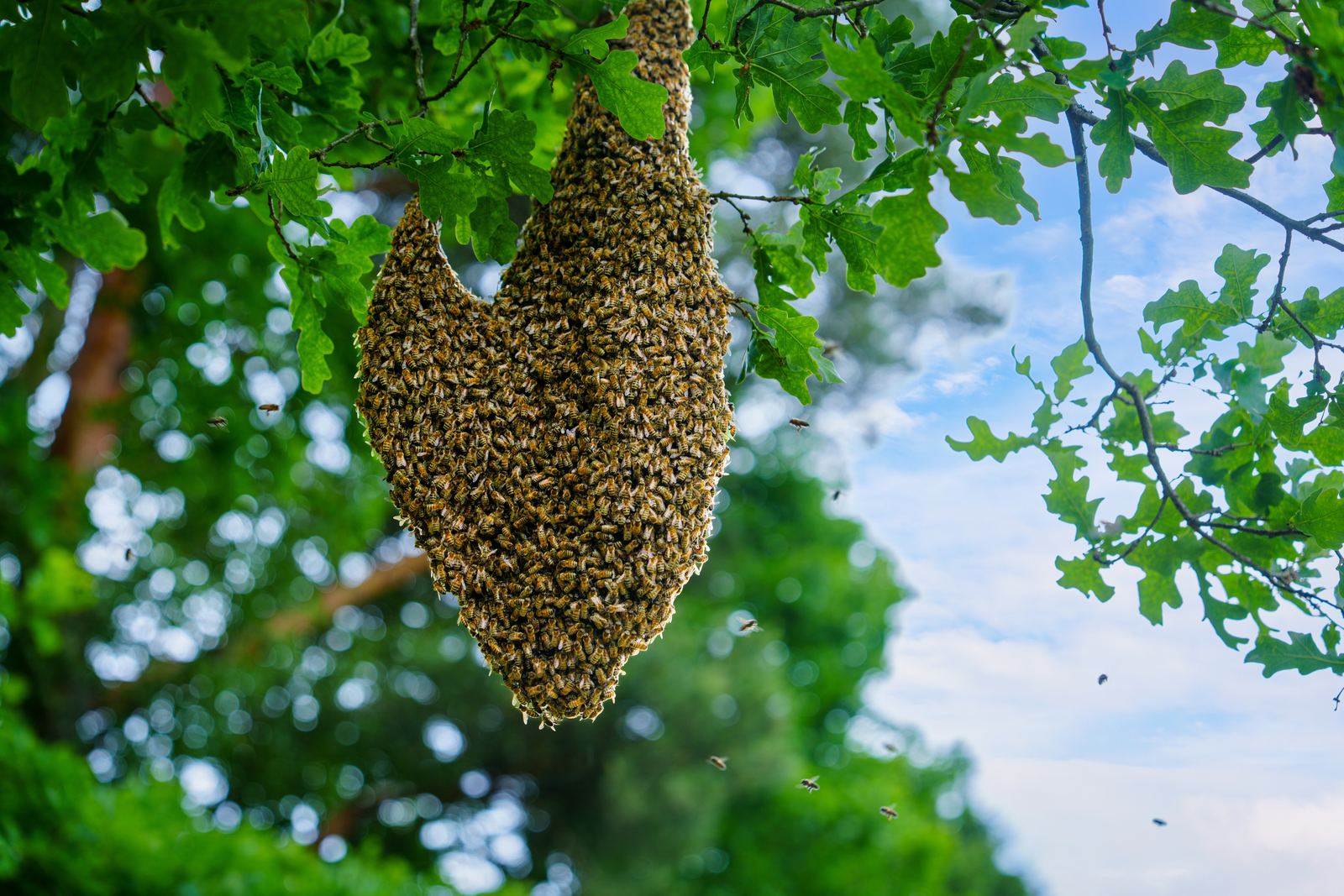 Bienenschwarm als Traube