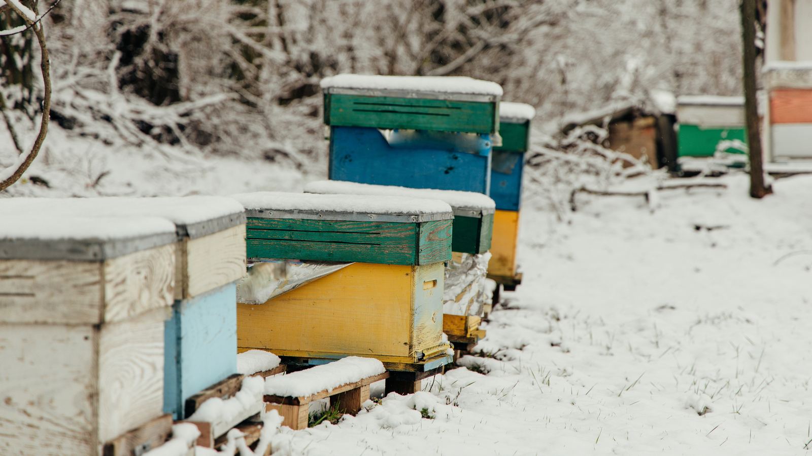Bienenstand im Schnee