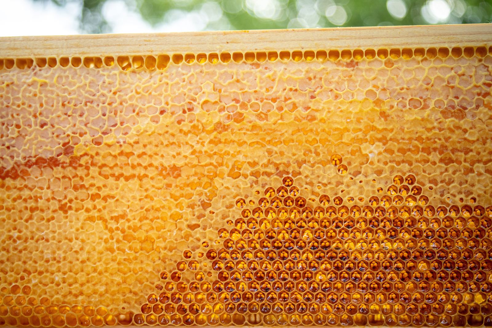 Honig mit Pollen