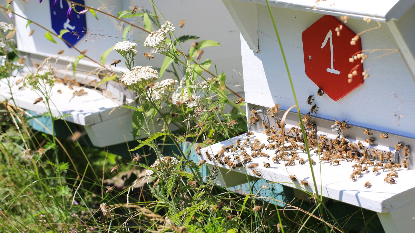 Bienenstand im Spätsommer