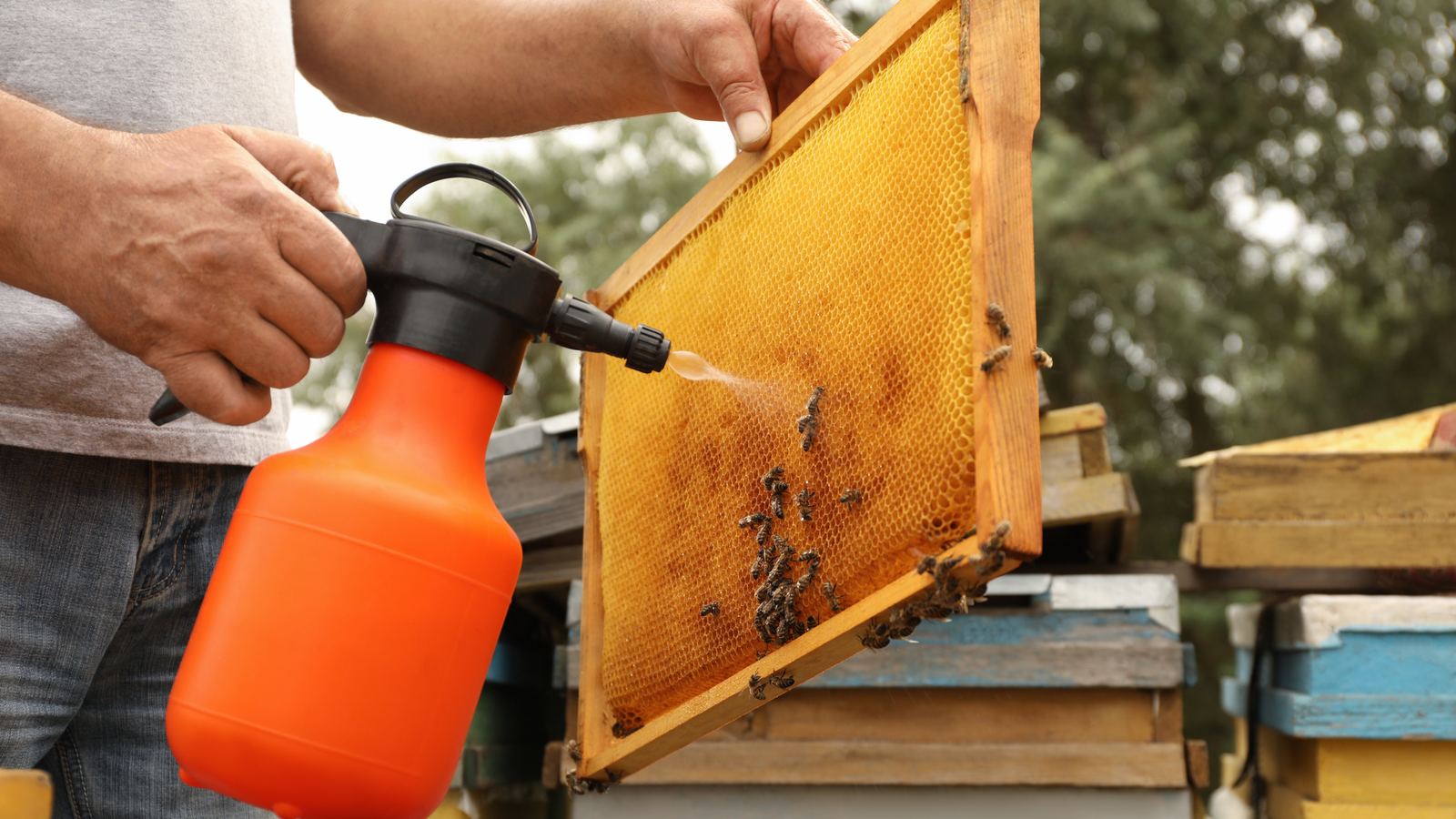 Behandlung am Bienenvolk