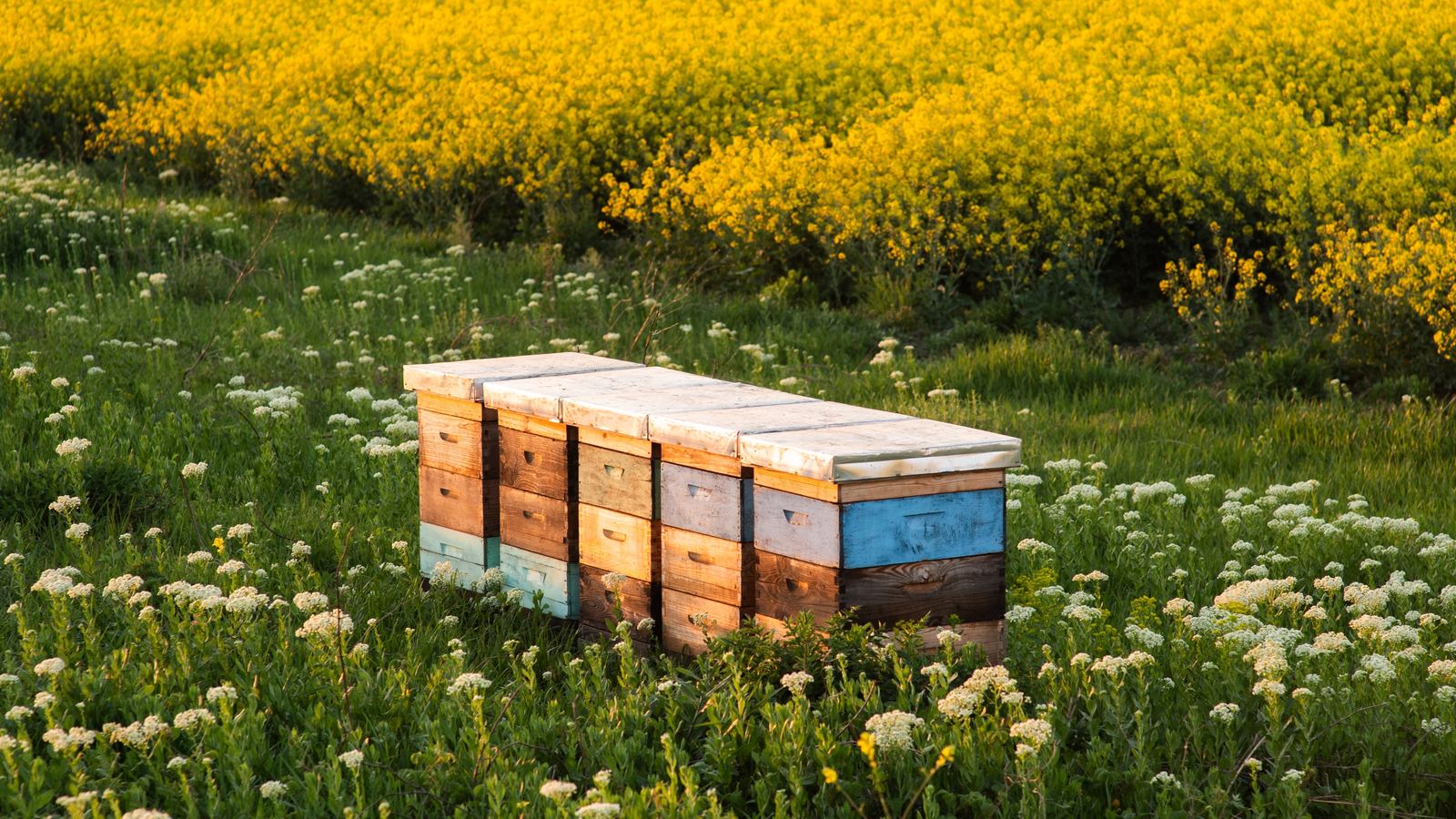 Bienenstand vor dem Raps