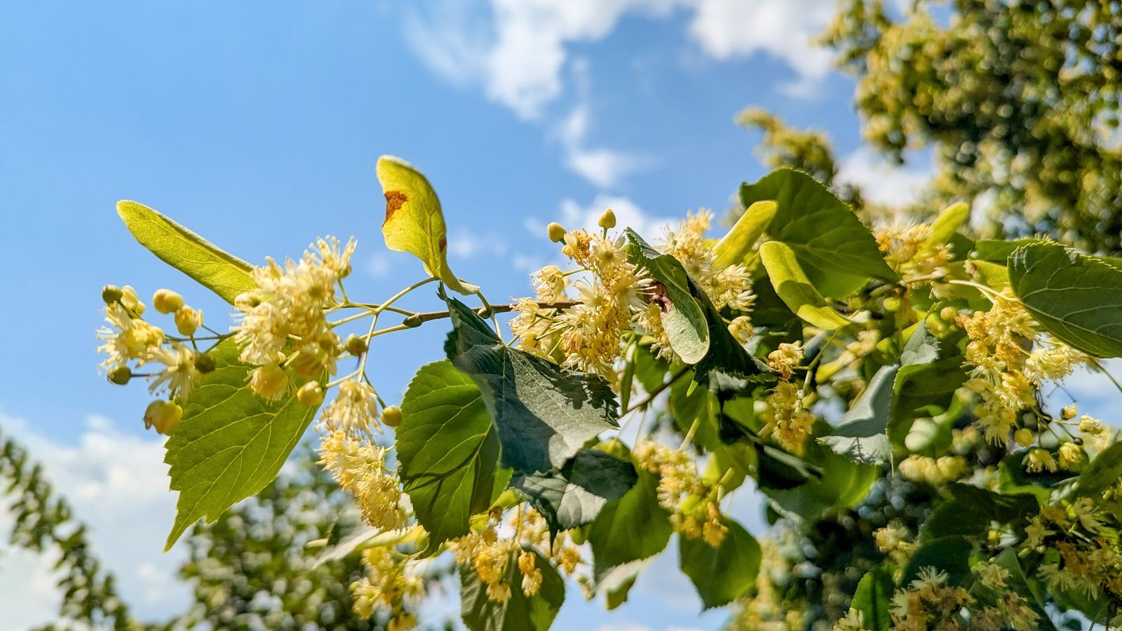 Lime tree honey