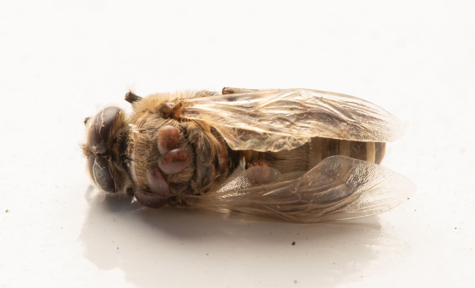 Varroa-Milbe auf einer Honigbiene